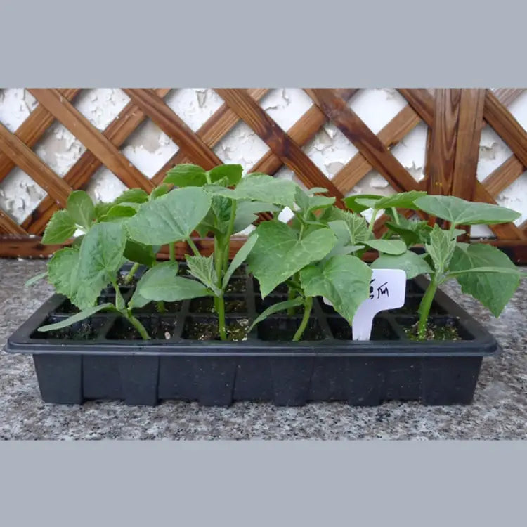 Seedling Tray Sprout Plate 24 Holes Nursery Pots Tray Lids Box For Gardening Bonsai Mini Greenhouse Nursery Plate Three