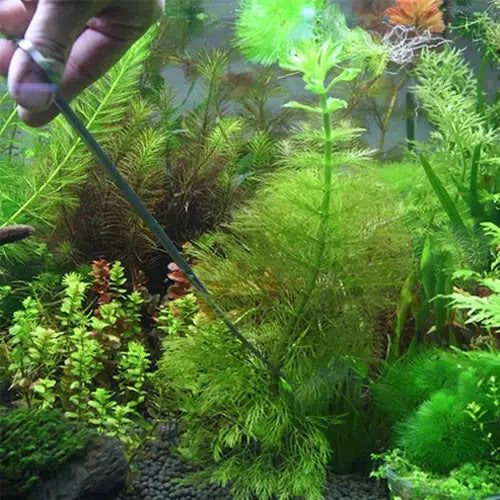 3 in 1 Stainless Steel Scissors Tweezers and Clip Tree Plant Grass Miniatures Aquarium Fish Tank Landscape Trim Tools 3