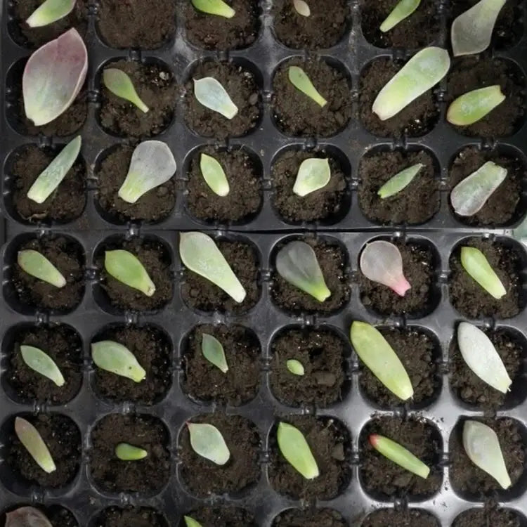 Seedling Tray Sprout Plate 24 Holes Nursery Pots Tray Lids Box For Gardening Bonsai Mini Greenhouse Nursery Plate Three